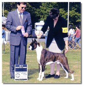 At the Lehigh Valley Kennel Club BJ was awarded WD/BOS under judge John J. Lyons