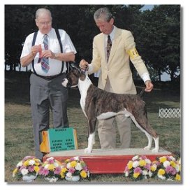 BJ awarded  WD/BOS under judge Robert J. Moore at the Altoona Area Kennel Club 
